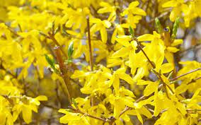 12 Best Yellow Late Flowering Plants
