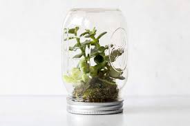 how to make a mason jar terrarium