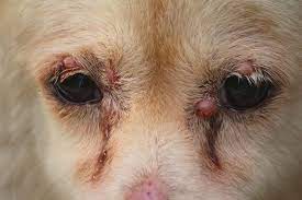 p on a dog s eye causes signs
