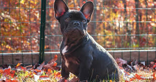 Why are purebred french bulldogs so expensive? Why Are French Bulldogs So Expensive The Breed Austin French Bulldogs