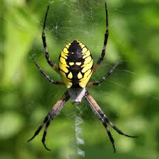 24 most common spiders in michigan id