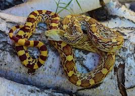 Bull snakes, gopher snakes, and pine snakes (pituophis spp.) are some of my favorite colubrid snakes. World Pituophis Web Page By Patrick H Briggs P C Affinis