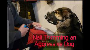 aggressive dog nail trim how to you