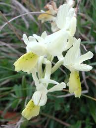 Orchis pauciflora, orchidea gialla – Ambiente e Biodiversità