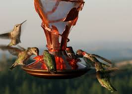 The Healthiest Hummingbird Nectar Recipe