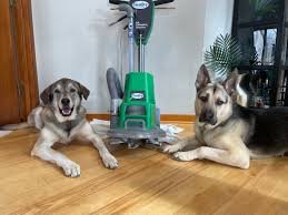 pet urine odor removal north star