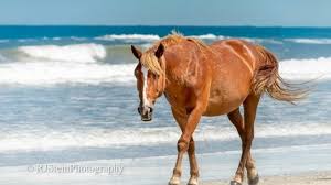 Unlike domestic breeds, banker horses must maintain a very strict diet and are not. Outer Banks Wild Horse Nearly Dies Choking On Food Obx Today