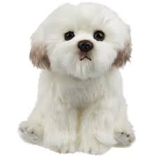 sitting maltese dog suki gifts