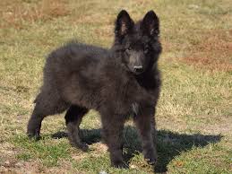 The kennel club makes no warranty as to the quality or fitness of any puppies offered for sale. Blade Belgian Sheepdog Puppy For Sale Euro Puppy