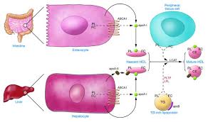 Contribute to analogdevicesinc/hdl development by creating an account on github. Jci Molecular Regulation Of Hdl Metabolism And Function Implications For Novel Therapies