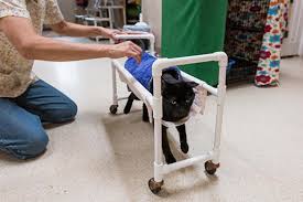 You need to get this measurement absolutely right because it will affect how you design the fork of your wheelchair. Cat Cart Or Wheelchair Uses Benefits Best Friends Animal Society