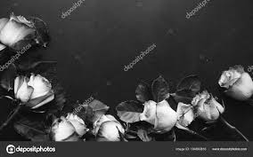 beautiful roses black background black