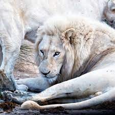 a rare encounter spotting white lions