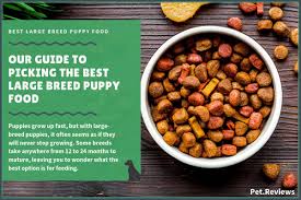 10 Best Large Breed Puppy Foods With Our Most Affordable Pick