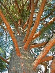 Действие и приложение на бял бор. Byal Bor Pinus Sylvestris Botanika