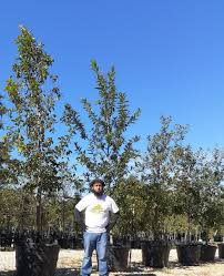 monterrey mexican white oak quercus