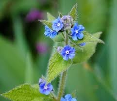 Some people like it since it's reliable (hard to kill!) and the blue flower is a nice color. 36 Common Garden Weeds Your A To Z Guide Practical Home Uk
