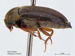 black carpet beetle lifecycle