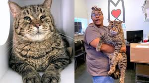 Adopt a pet today at a petsmart adoption ways to adopt. Massive 26 Pound Chonky Cat Beejay Looking For Forever Home In Philadelphia Abc7 San Francisco