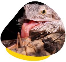 How To Care For Pet Bearded Dragons