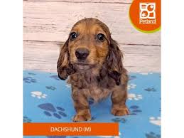 dachshund puppy black sable id 4117