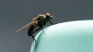 how to get rid of flying insects in