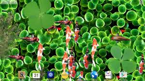 live wallpaper for android koi fish 3d