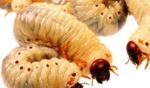 maggots control of maggot pests in
