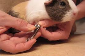 how to clip a guinea pig s nail b c