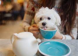 28 dog friendly cafes in hong kong that