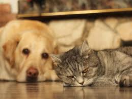 Studies have proven that cats can perform complex problems like puzzles and mazes, too. Do Dogs And Cats Have Long Term Memories Petmd