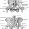 The complex intersection of pelvic … 1
