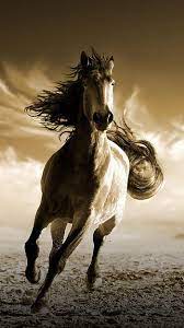 running horse mobile hd wallpapers pxfuel
