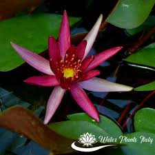 Scarica e usa 10.000+ foto di archivio di fiore acquatico gratuitamente. Hidden Violet Piante Acquatiche Water Plants Italy
