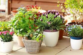 Top Reasons To Start A Container Garden