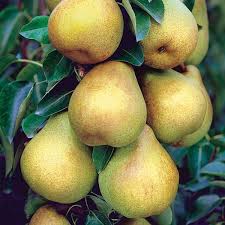 Starking Delicious Pear