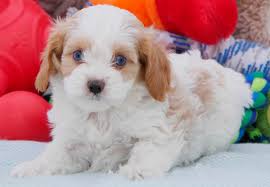 They are our cavachons are very, very similar to our cavapoos. Cavachon Puppies For Sale2 Chevromist Kennels Puppies Australia