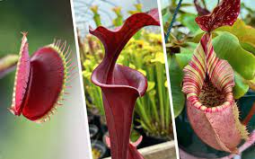 new to carnivorous plants start here
