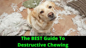 how to stop destructive chewing in dogs