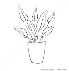 Aglaonema House Plant Sketch Line Art