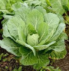 how to grow collard greens in india