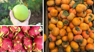 Here are 15 exotic fruits that every foodie should try, all available here in the united states. 5 Exotic Fruits And Vegetables To Try Today Sharon Palmer The Plant Powered Dietitian