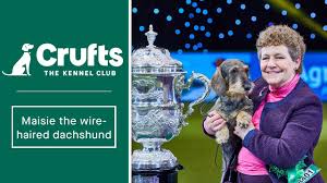 wire haired dachshund at crufts 2020