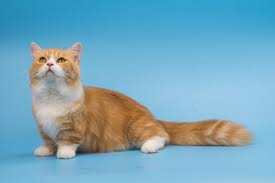 are munchkin cats hypoallergenic what
