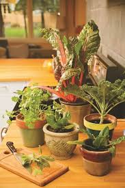Indoor Kitchen Garden For Earth Day
