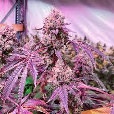 Wedding cake is seemingly as popular as ever and it's wedding cake and the white were bred together to create the divorce cake strain. Wedding Cake Strain Clones Teens Sale Top Hat Cannabis Nursery
