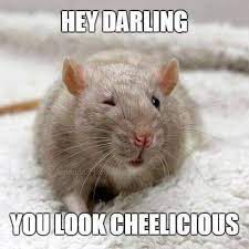 Pet Paradise - What does a 'RAT" use as a pick up line? Yes corny but cute.  #petparadise #danville #animals #petsupplies #allpetneeds | Facebook