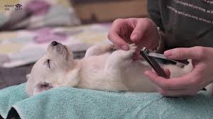 clipping nails for the first time