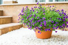 13 best outdoor plants for the patio