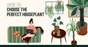 Perfect Houseplant Infographic